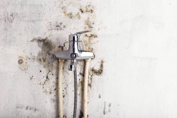 Best Black Mold Remediation in Neptune Beach, FL